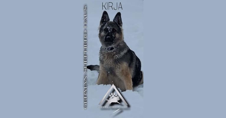 Kirja, a German Shepherd Dog tested with EmbarkVet.com