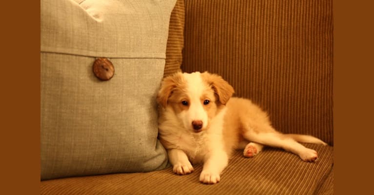 Bailey, a Collie and Shetland Sheepdog mix tested with EmbarkVet.com