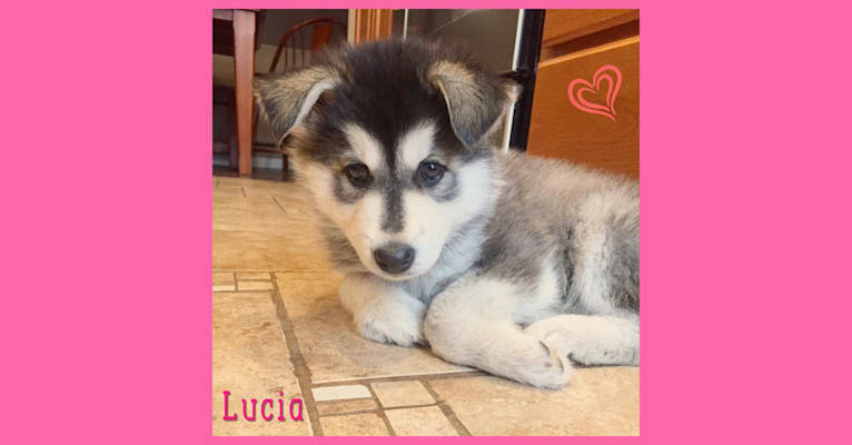 Lucia a dog tested with EmbarkVet.com