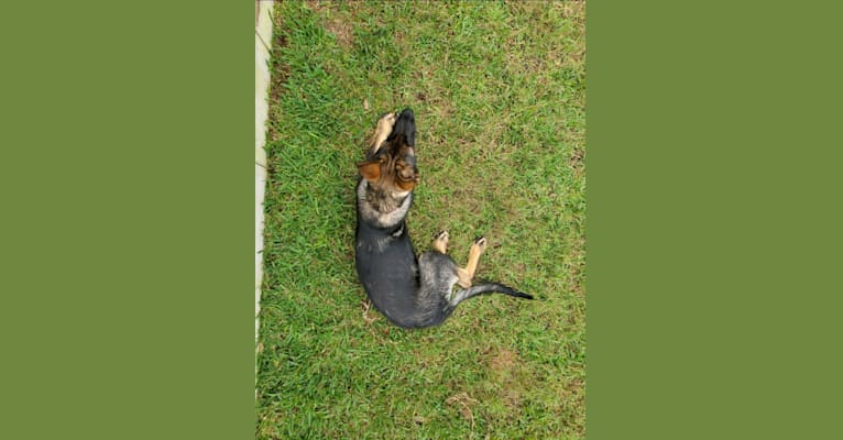 Argos Envy2 Augustine Vom Marienhof, a German Shepherd Dog tested with EmbarkVet.com