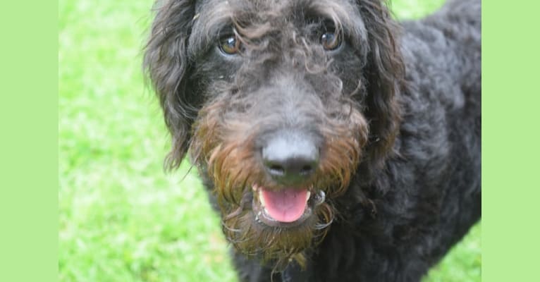 Padfoot, a Poodle (Standard) and Beagle mix tested with EmbarkVet.com