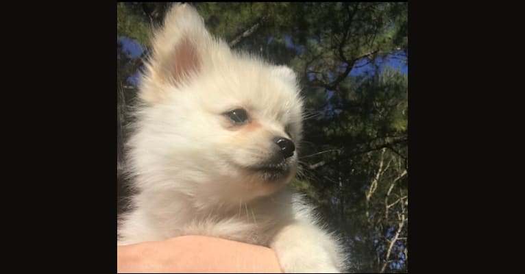 Photo of Poof, a Pomeranian  in Alabama, USA