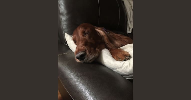 Emmet, an Irish Setter tested with EmbarkVet.com