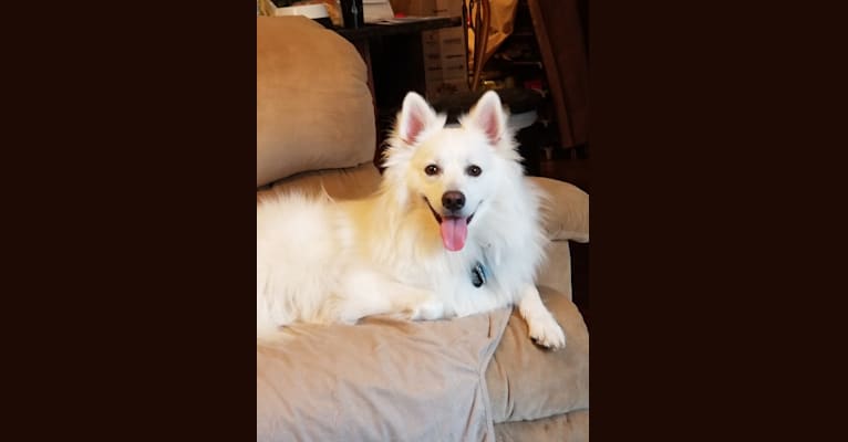 Ghost, an American Eskimo Dog tested with EmbarkVet.com