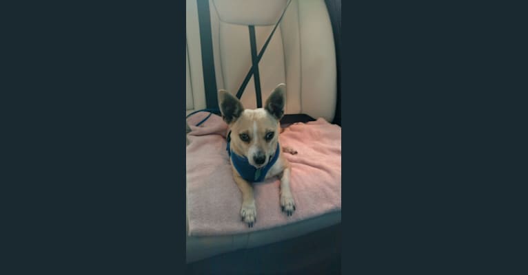 Spike, a Chihuahua and Dachshund mix tested with EmbarkVet.com