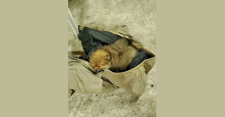 Josie, a Pomeranian tested with EmbarkVet.com