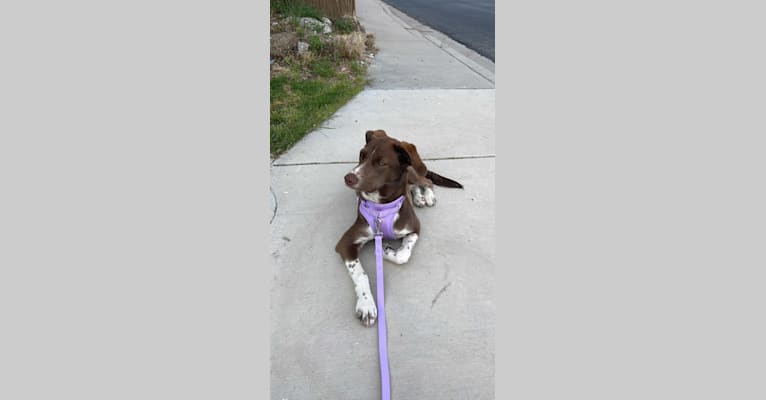 Photo of Olive, a German Shorthaired Pointer, Siberian Husky, and Border Collie mix in West Valley City, Utah, USA