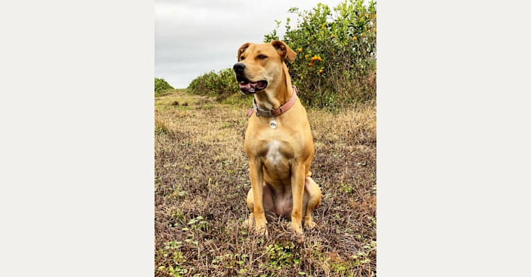Photo of Pam, an American Pit Bull Terrier, Catahoula Leopard Dog, Labrador Retriever, and American Staffordshire Terrier mix in Highlands County, FL, USA