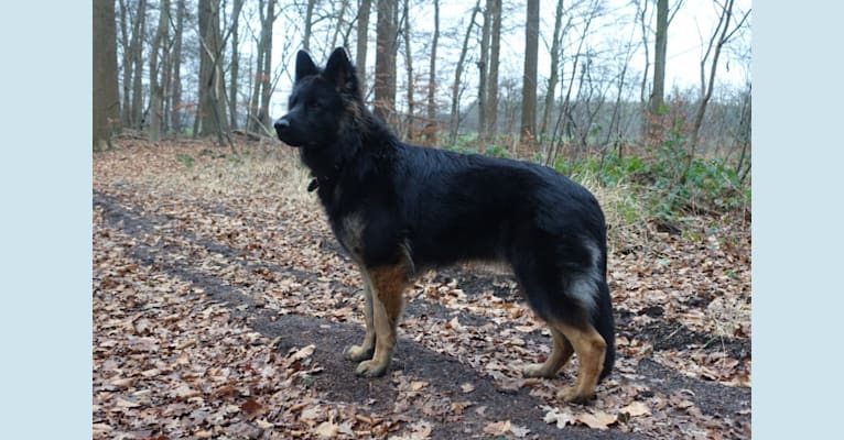 Photo of Jacobshoeves Belle-Quinn, a German Shepherd Dog  in Heeten, Nederland
