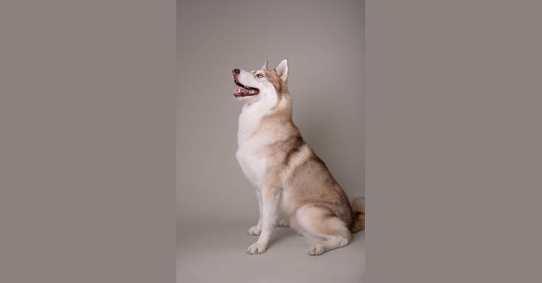 Django, a Siberian Husky tested with EmbarkVet.com
