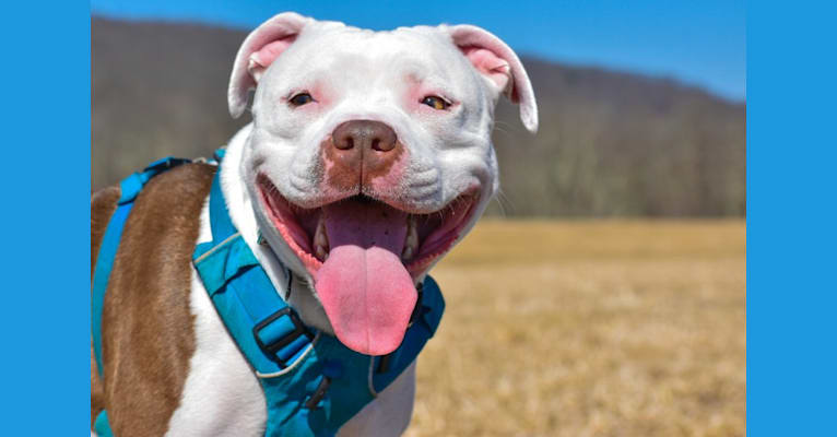 Luna, an American Pit Bull Terrier tested with EmbarkVet.com