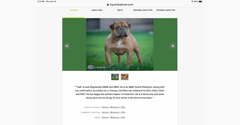 Photo of Garth, an Olde English Bulldogge  in Branson, Missouri, USA