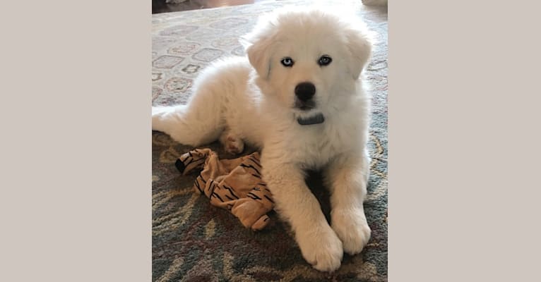 Pearl, a Great Pyrenees and Siberian Husky mix tested with EmbarkVet.com