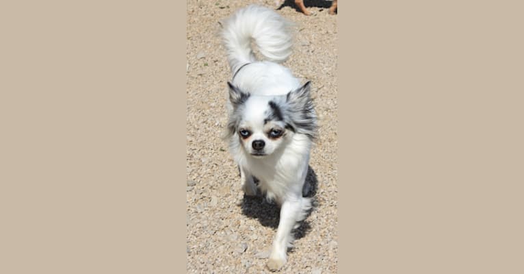 Monroe, a Chihuahua tested with EmbarkVet.com