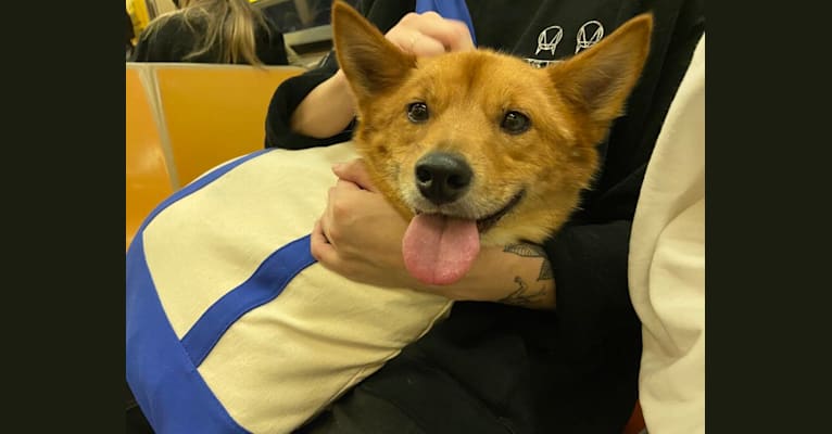 Rufio, a Japanese or Korean Village Dog tested with EmbarkVet.com