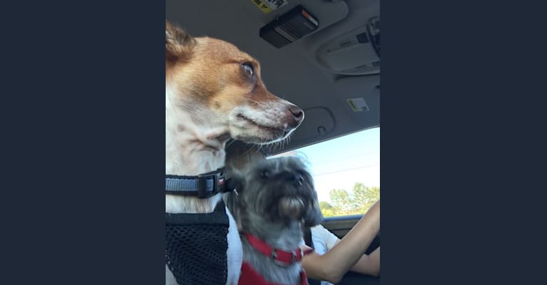 Happy, a Chihuahua and Poodle (Small) mix tested with EmbarkVet.com