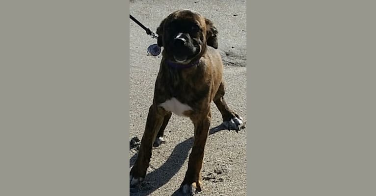 Atlas, an American Pit Bull Terrier (12.2% unresolved) tested with EmbarkVet.com