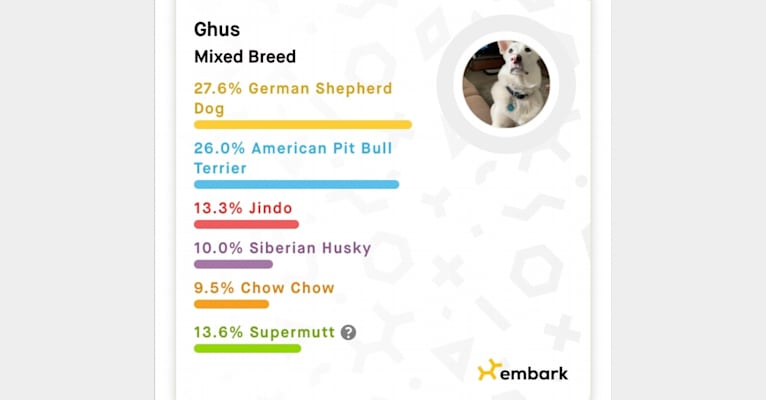 Ghus, a German Shepherd Dog and American Pit Bull Terrier mix tested with EmbarkVet.com