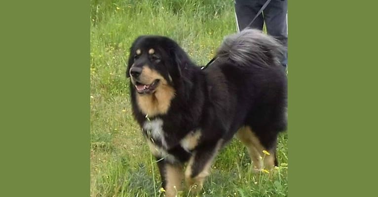 Photo of BAGIRA, a Tibetan Mastiff  in Serbia