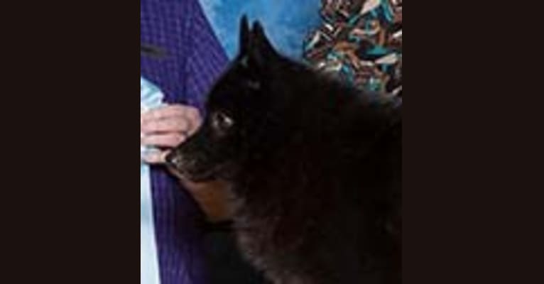 Indy, a Schipperke tested with EmbarkVet.com