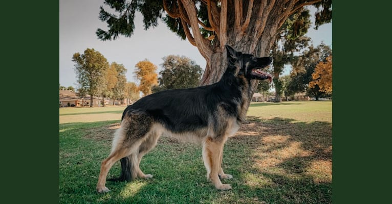 Photo of Nova, a German Shepherd Dog  in La Verne, California, USA