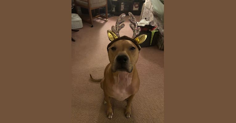 Photo of Rusty, an American Pit Bull Terrier  in Clearwater, FL, USA