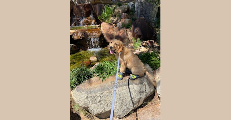 Photo of Echo, a Golden Retriever and Labrador Retriever mix in Murrieta, California, USA