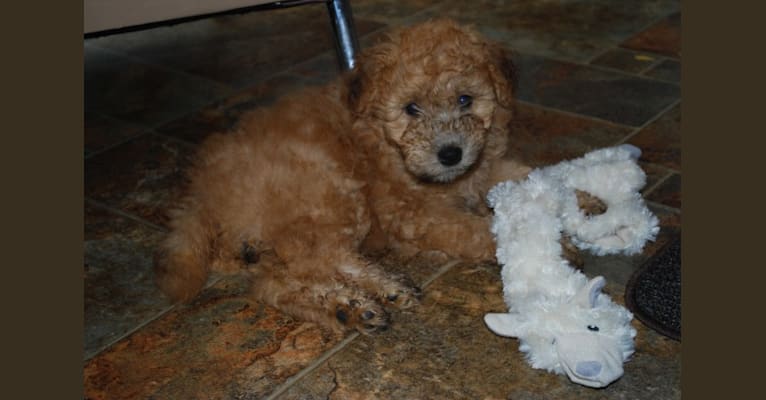 Fig, a Soft Coated Wheaten Terrier and Miniature Schnauzer mix tested with EmbarkVet.com