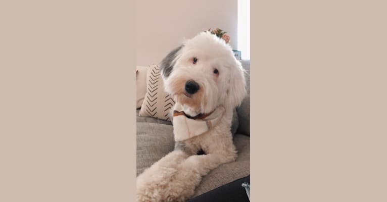 Howie, an Old English Sheepdog tested with EmbarkVet.com
