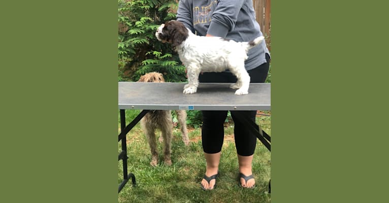 Pica, a Wirehaired Pointing Griffon tested with EmbarkVet.com