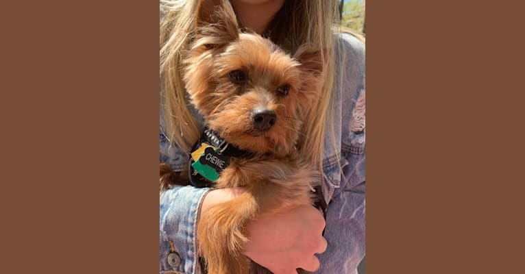 Photo of Chewie, a Yorkshire Terrier  in Los Angeles, California, USA
