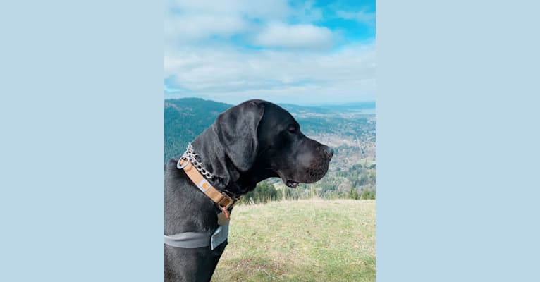 Calvin, a Great Dane and Saint Bernard mix tested with EmbarkVet.com