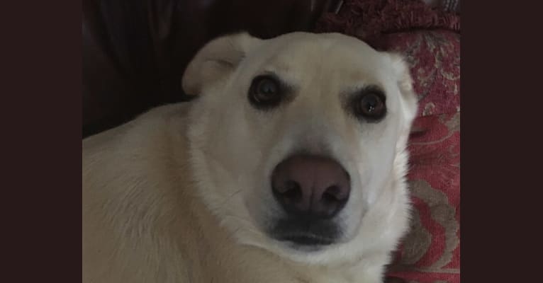 Casper, a German Shepherd Dog and Siberian Husky mix tested with EmbarkVet.com