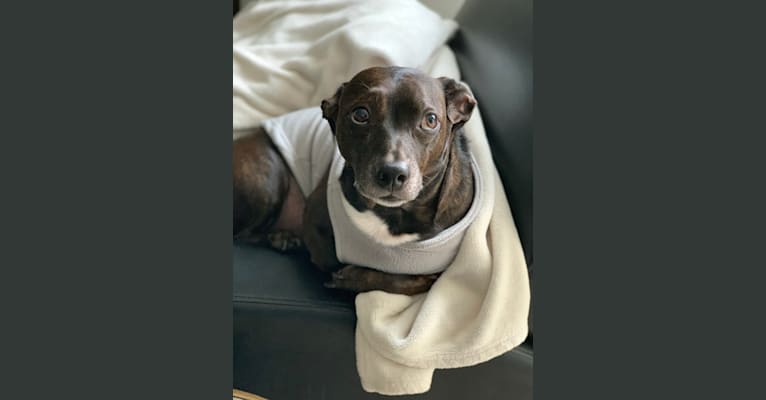 Bubba, a Dachshund and Boston Terrier mix tested with EmbarkVet.com