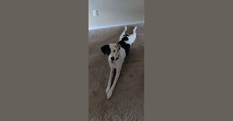 Chance, a German Shorthaired Pointer and Border Collie mix tested with EmbarkVet.com