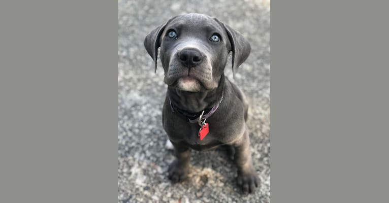 Hana, a Cane Corso tested with EmbarkVet.com