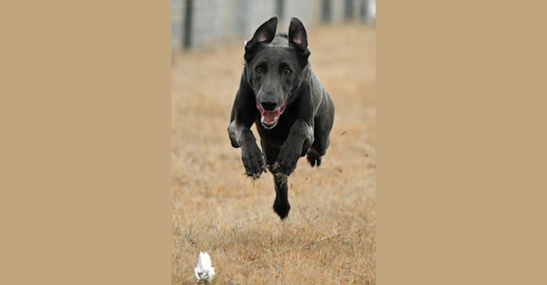 Strider, a Belgian Malinois and German Shepherd Dog mix tested with EmbarkVet.com