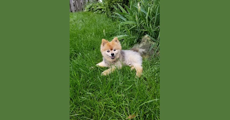 Photo of Zeke, a Pomeranian  in Lake in the Hills, Illinois, USA