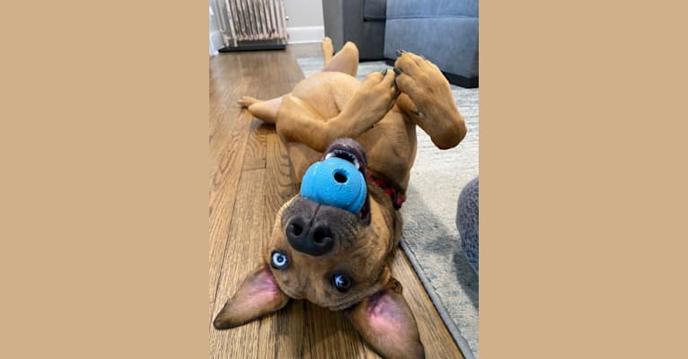 Walker, an American Pit Bull Terrier and Rottweiler mix tested with EmbarkVet.com
