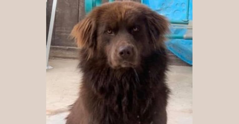 Embark Dog DNA Test Breed