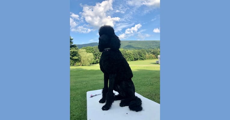 Paisley Chenille Hardinger, a Poodle (Standard) tested with EmbarkVet.com