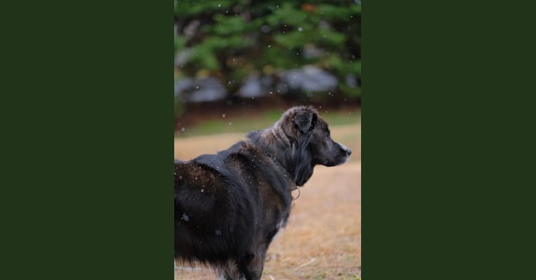 Maverick, a Siberian Husky and American Pit Bull Terrier mix tested with EmbarkVet.com