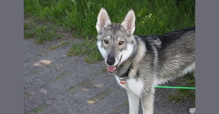 Sephi, a Siberian Husky and German Shepherd Dog mix tested with EmbarkVet.com