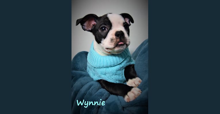 Wynnie, a Boston Terrier tested with EmbarkVet.com