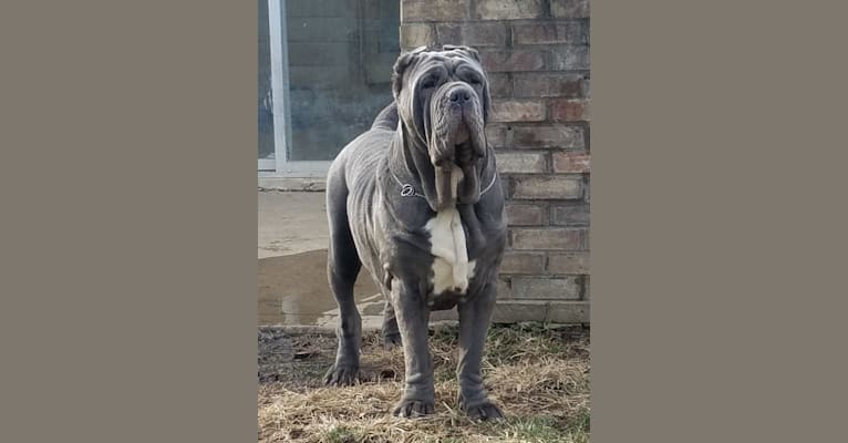 Riv, a Neapolitan Mastiff tested with EmbarkVet.com