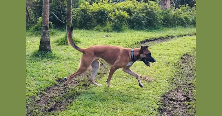 Reaper, a Belgian Shepherd tested with EmbarkVet.com