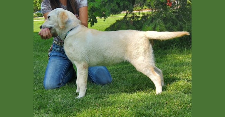 Layne, a Labrador Retriever tested with EmbarkVet.com
