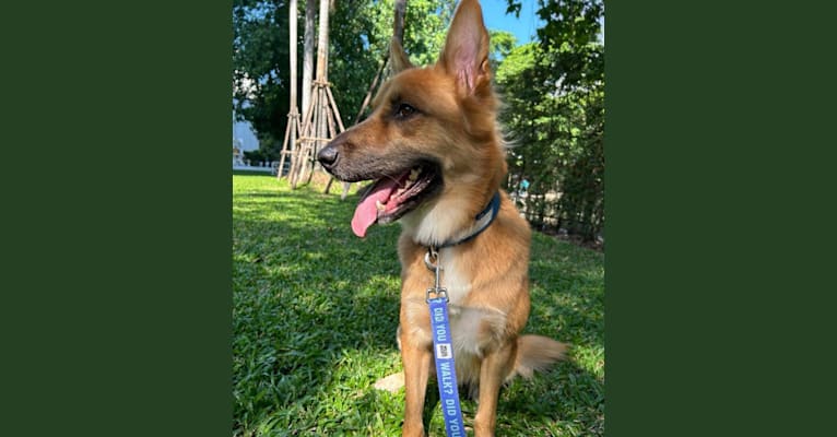Enzo, a Southeast Asian Village Dog tested with EmbarkVet.com