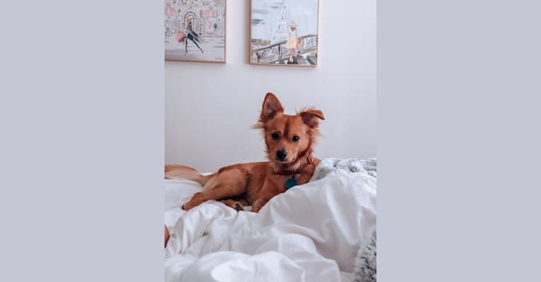 Lincoln, a Pomchi (9.3% unresolved) tested with EmbarkVet.com