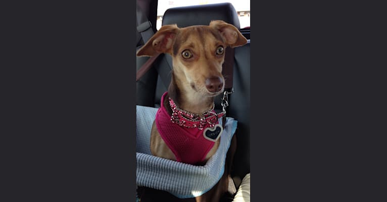 Hershey, a Rat Terrier and Beagle mix tested with EmbarkVet.com